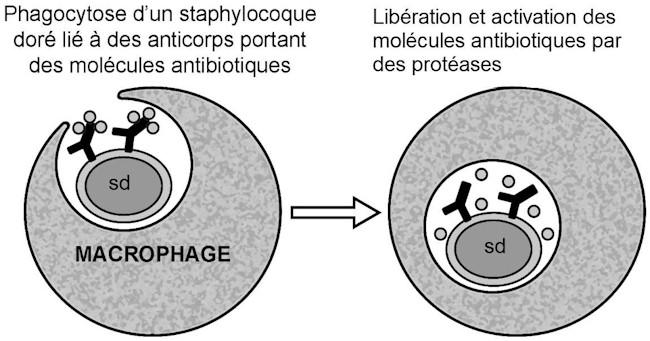 Ces conjugués anticorps-antibiotiques inactifs reconnaissent les staphylocoques dorés et s y accrochent.