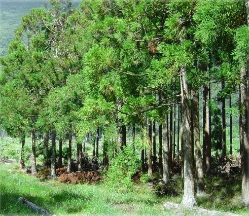 Production de bois à la Réunion sur le domaine