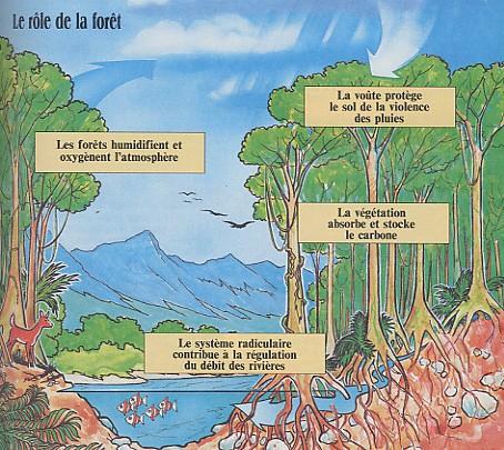 A La Réunion, caractérisée par des pentes fortes, les forêts