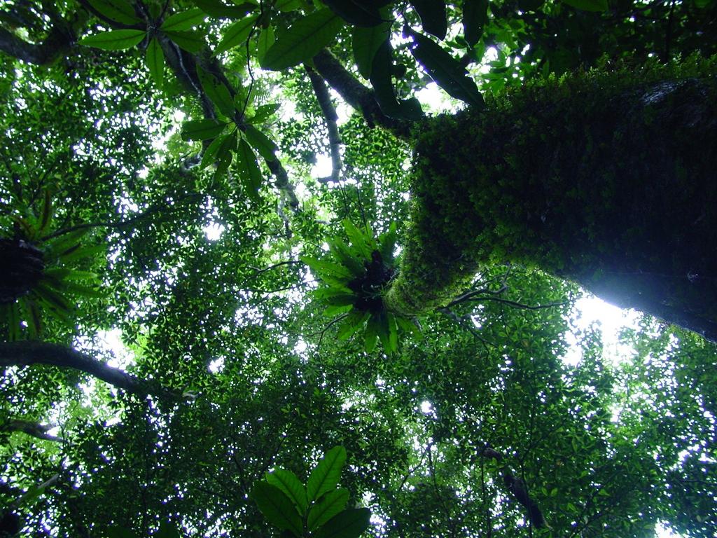 Forêt tropicale humide : Entre 17,5 C et 24 C moyenne annuelle : Entre 2 et 10 m.