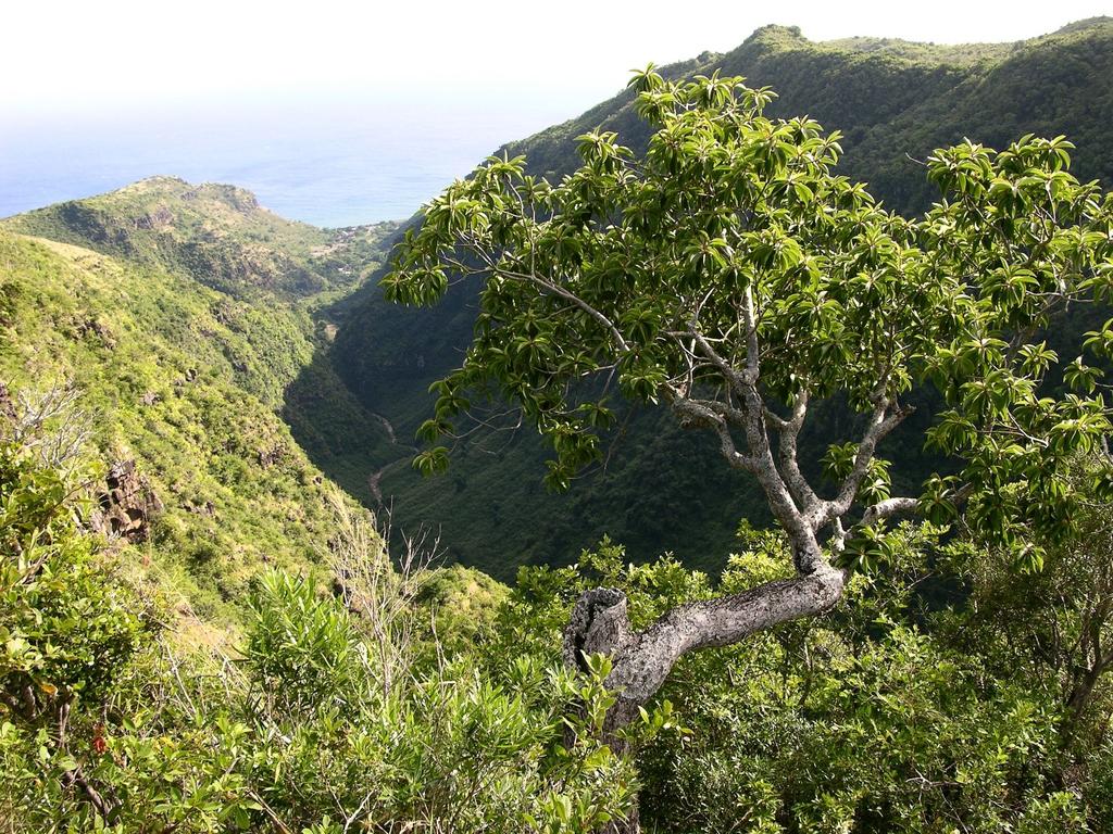 Forêt tropicale semi-sèche : Entre 17,5 C et 24 C moyenne annuelle : Inférieure à 1,6 m d eau par an Exemples de l influence du climat : -