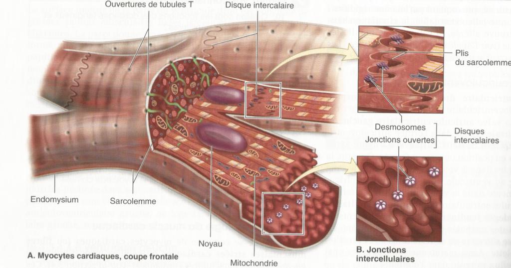 Le coeur La structure des cellules du muscle cardiaque permet la propagation des stimuli dans la paroi cardiaque. Biologie BI D.4 1 2 Le tissu musculaire cardiaque est unique dans sa conformité.