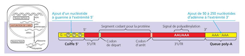 Maturation de l ARNm chez les eucaryotes L ARN pré-messager est modifié à ses deux extrémités Coiffe 5 : ajout d un nucléotide de guanine à l extrémité 5 ; facilite le transport hors du noyau;