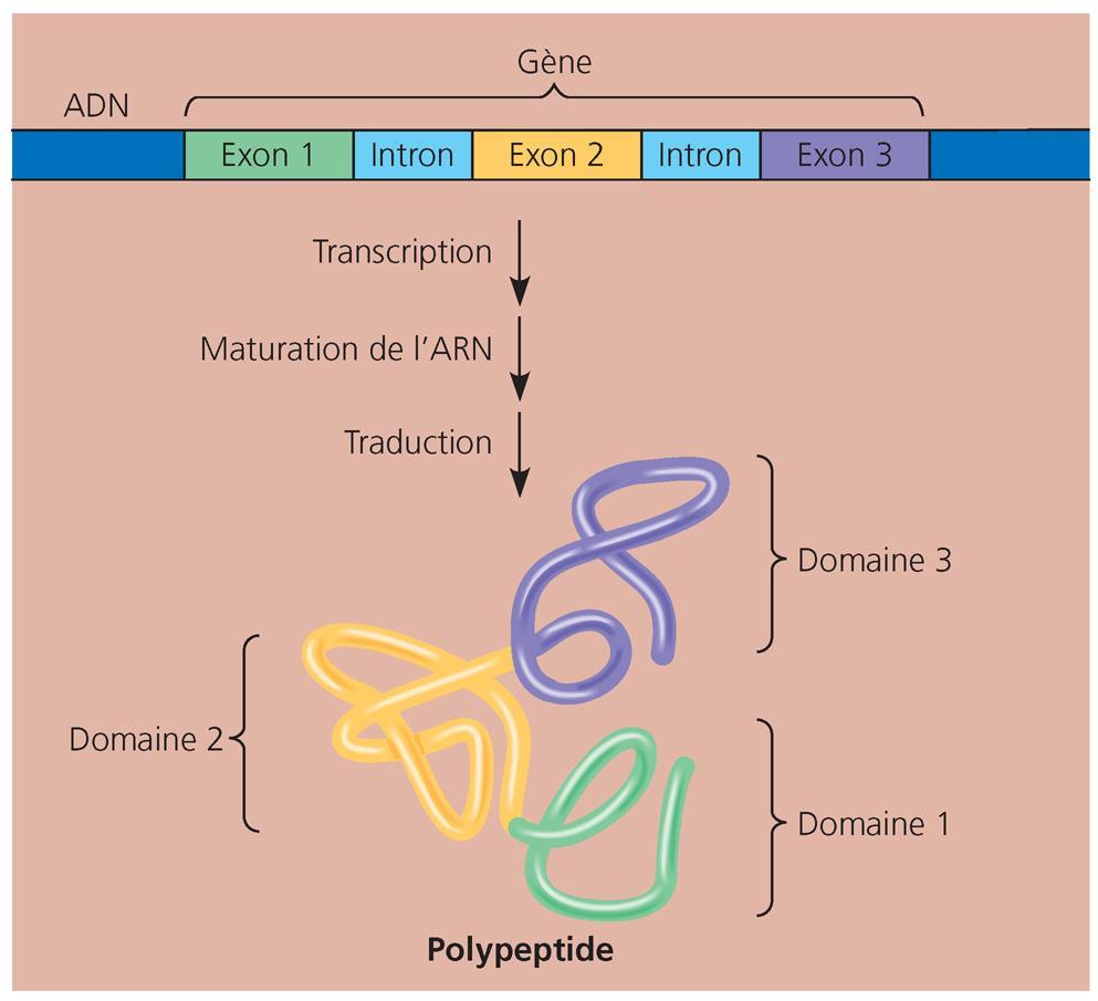 Épissage et domaines des protéines Architecture modulaire comportant