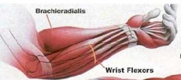 antérieure contient les muscles fléchisseurs et pronateurs.
