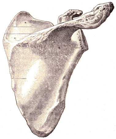 Ostéologie des membres 4 Face postérieure Elle est divisée en deux champs par l épine scapulaire (épine de l omoplate).
