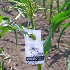 Exemple : Les lâchers de trichogrammes dans la lutte contre la pyrale du maïs La pyrale du maïs est un insecte lépidoptère largement implanté sur notre territoire.