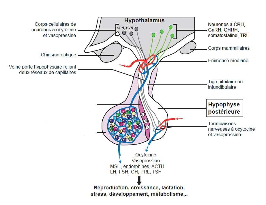 Cellules mélanotropes Cellules corticotropes gonadotropes Somatotropes lactotropes thyréotrope est une glande située dans la selle turcique à la base du cerveau et directement reliée à pour former le