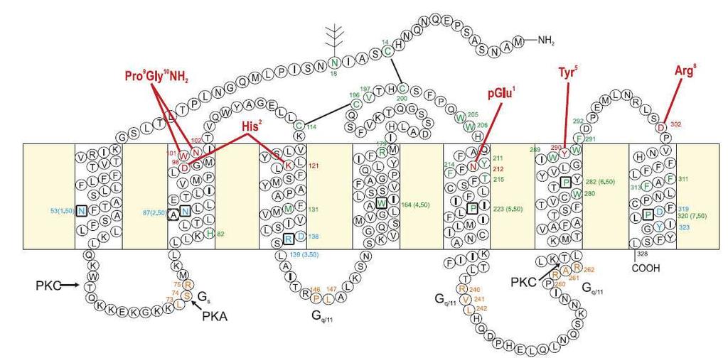 Milieu extracellulaire Glycosylation Milieu intracellulaire Le R-GnRH humains comprend sept domaines transmembranaires reliés par 3 boucles extracellulaires et 3 boucles intracellulaires.