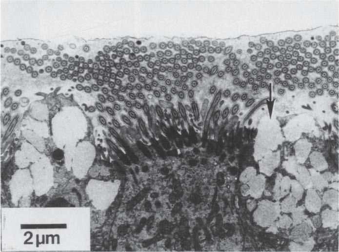 ciliées (C) et les cellules caliciformes (G) (A).