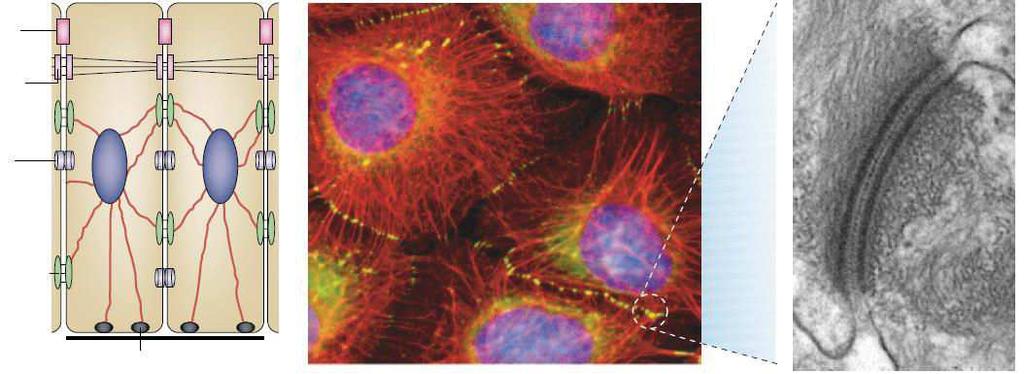 (A) Cellules épithéliales adjacentes Microscopie optique Microscopie électronique Jonction serrée Jonction adhérente Jonction communicante Desmosome Hémidesmosome (B) (C) Cytoplasme de la cellule 1