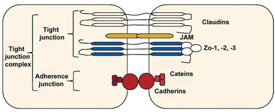 Canal fermé Complexes jonctionnels retrouvés entre deux cellules adjacentes composés par les jonctions serrées, les jonctions adhérentes et les desmosomes qui fonctionnent avec les jonctions