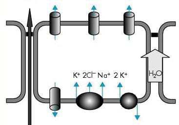 Na + Cl - Cl - Cl - transport des ions Na + par voie paracellulaire K + 2Cl - Na + 2K + Na + voie paracellulaire K + 3Na + : Au niveau apical, de surface est recouvert liquide de surface (ASL)
