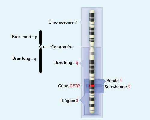 (A) (B) CFTR Localisation du gène CFTR sur le bras long du chromosome 7 (A). Ce gène comprend 27 exons et sur environ 250 kb.