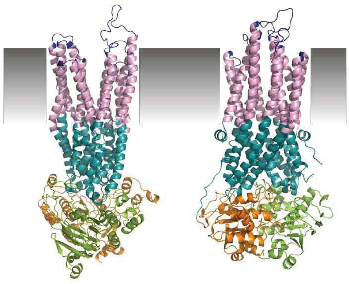 (A) ECL 1 ECL 2 ECL 3 ECL 4 ECL 5 ECL 6 ICL 1 ICL 2 ICL 3 ICL 4 (B) NBD1 NBD1 (C) Vestibule externe Pore du canal Vestibule interne Voie cytoplasmique La protéine CFTR est composée de deux domaines