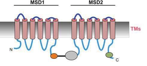 turquoise). Chaque MSDs est suivi par un domaine de liaison aux nucleotides (NBD1, en orange et NBD2 en vert). Les 2 ailes du CFTR MSD-NBD sont reliées par le domaine régulateur (R, en gris) (A).