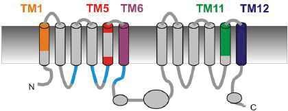 la protéine CFTR entière proposée par homologie du transporteur ABC bactérien McjD.