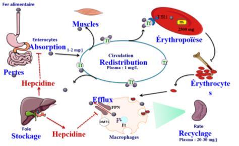 Le système IRE/IRP : (mécanisme présent dans toutes les cellules) On retrouve l IRE (Iron Responsive Element) dans l ARNm de plusieurs protéines et notamment la H ferritine, la L ferritine, la