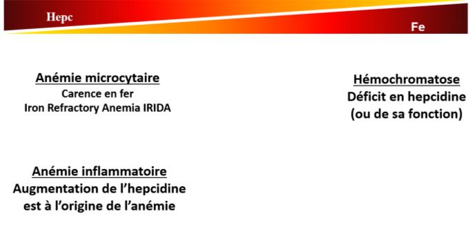 L hepcidine est une hormone hyposidérémiante, elle favorise l abaissement de la quantité de fer dans le sang.