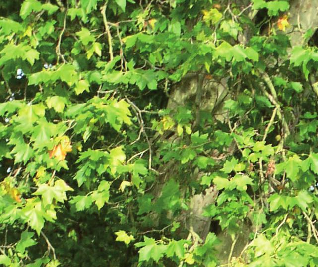 Bulletin de Santé du Végétal - 5 décembre 2014 - Bulletin n 9-2014, page 4 Platanes (suite) Tigre du platane (Corythuca ciliata) La survie hivernale des tigres a été évaluée par le comptage des