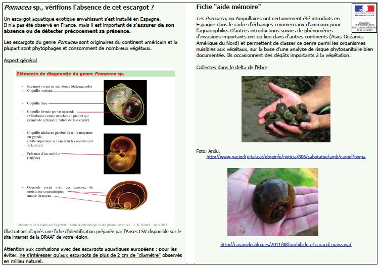 Bulletin de Santé du Végétal - 5 décembre 2014 - Bulletin n 9-2014, page 8 Parasites émergents (non encore détecté en ) Escargots aquatiques Pomacea sp.