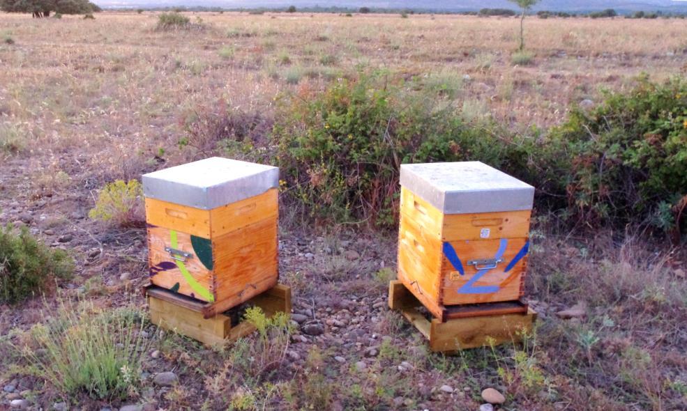 II. Installation de ruches II.C Supports et positionnement des ruches De très nombreux supports de ruches existent (CF. Module 3 - Matériel).