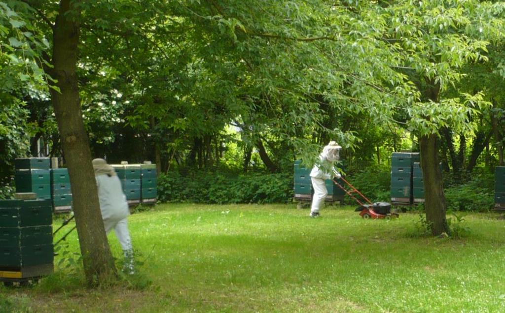II. Installation de ruches II.D Entretien du rucher En saison, il peut être nécessaire d effectuer les opérations suivantes : - Tonte de l herbe, ronces, fougères, etc.