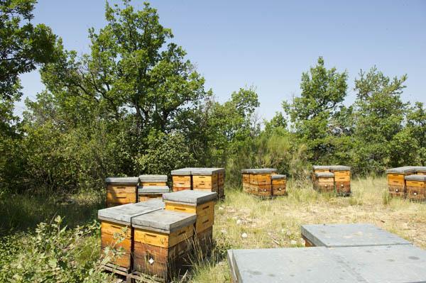 II. Installation de ruches II.B Orientation L orientation générale de votre emplacement est plus importante que celui de l entrée de vos ruches.