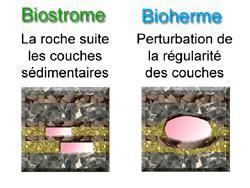 Fossiles ou bioclastes Voir partie verte du tableau b) Les roches chimiques et biochimiques III_ Processus exogènes et roches sédimentaires 1.
