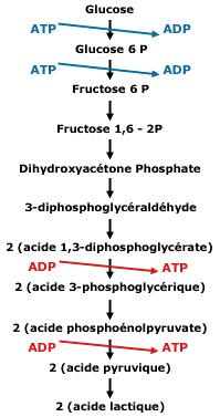La glycolyse anaérobie La molécule de glucose est dégradée par la succession de dix réactions biochimiques (figure 4).