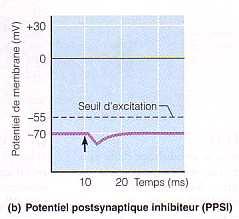 Synapse excitatrice - Ouverture de canaux à Na + - Dépolarisation de la membrane postsynaptique rapproche le potentiel de membrane du seuil d'excitation PA (si dépolarisation > seuil) influx nerveux
