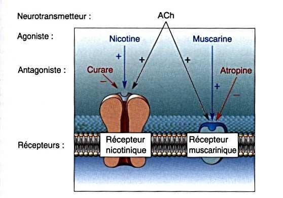présente dans certains champignons) n'agit que sur les récepteurs muscariniques - Fixation ACh sur le récepteur muscarinique excitation/inhibition
