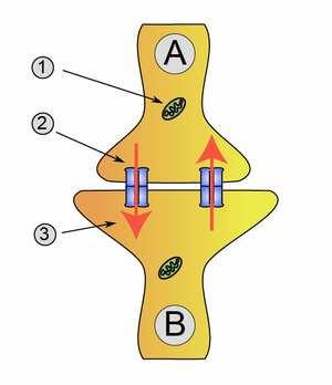Synapse électrique Jonction ouverte entre les membranes plasmiques de 2 neurones adjacents Communication bi-directionnelle
