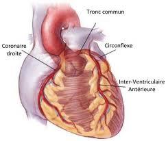 Généralités: morphologie Artères coronaires vascularisent le cœur - artères