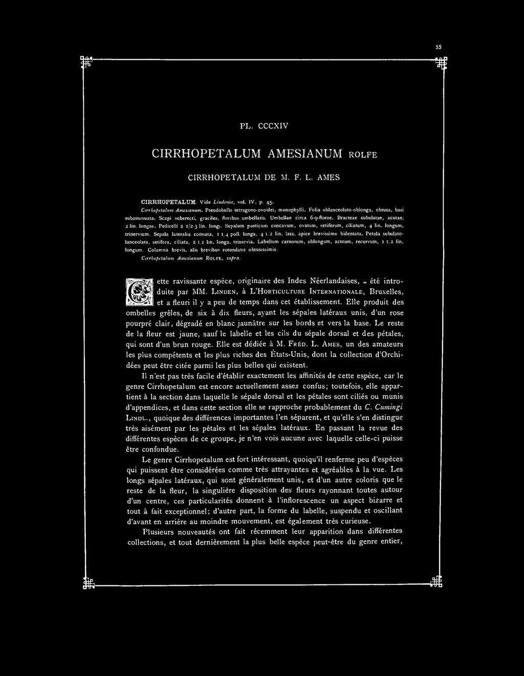 PL. CCCXIV CIRRHOPETALUM AMESIANUM ROLFE CIRRHOPETALUM DE M. F. L. AMES CIRRHOPETALUM. Vide Lindenia, vol. IV, p. 45. Çirrhopetalum Atnesianum. Pseudobulbi tetragono-ovoidei, monophylli.