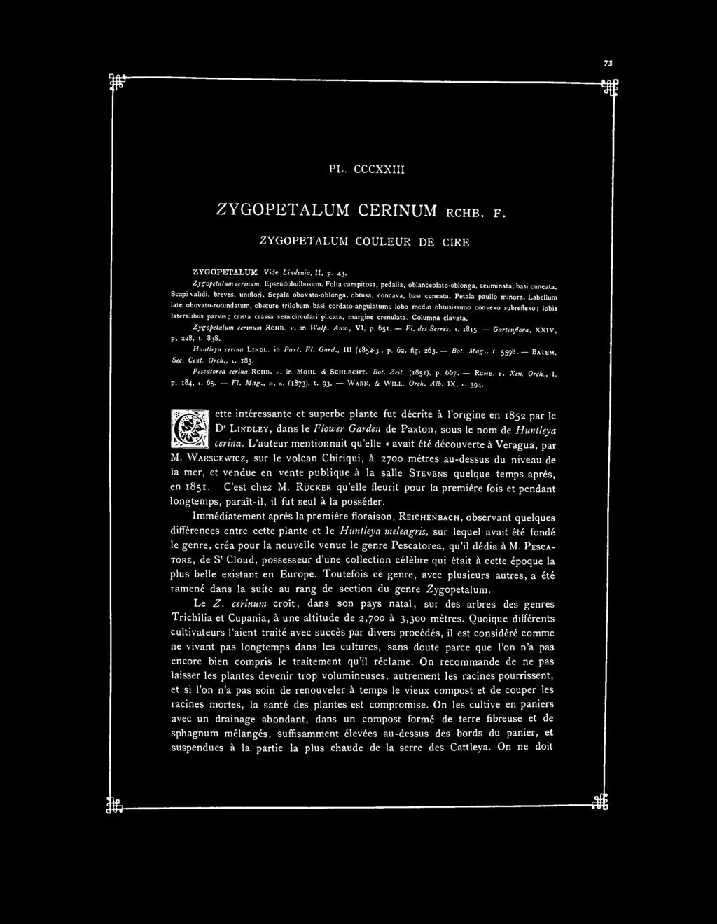 PL. CCCXXIII ZYGOPETALUM CERINUM RCHB. F. ZYGOPETALUM COULEUR DE CIRE ZYGOPETALUM. Vide Lindenia, II, p. 43. Zygopetalum cerinum. Epseudobulbosum.