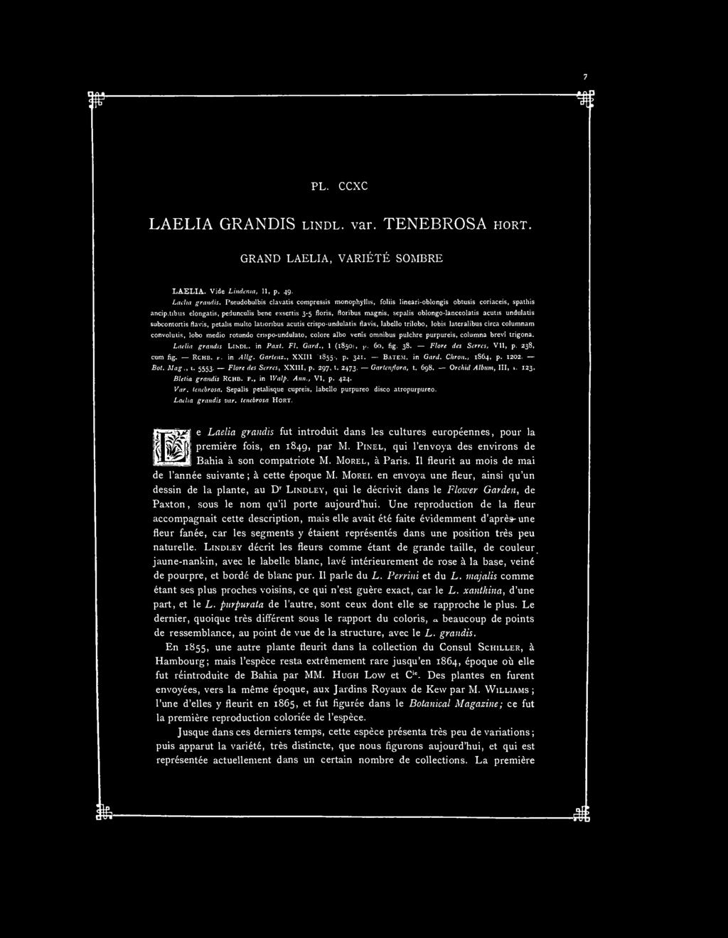 PL. CCXC LAELIA GRANDIS LINDL. var. TENEBROSA MORT. GRAND LAELIA, VARIÉTÉ SOMBRE LAELIA. Vide Lindenta, II, p. 49. Lâcha grandis.
