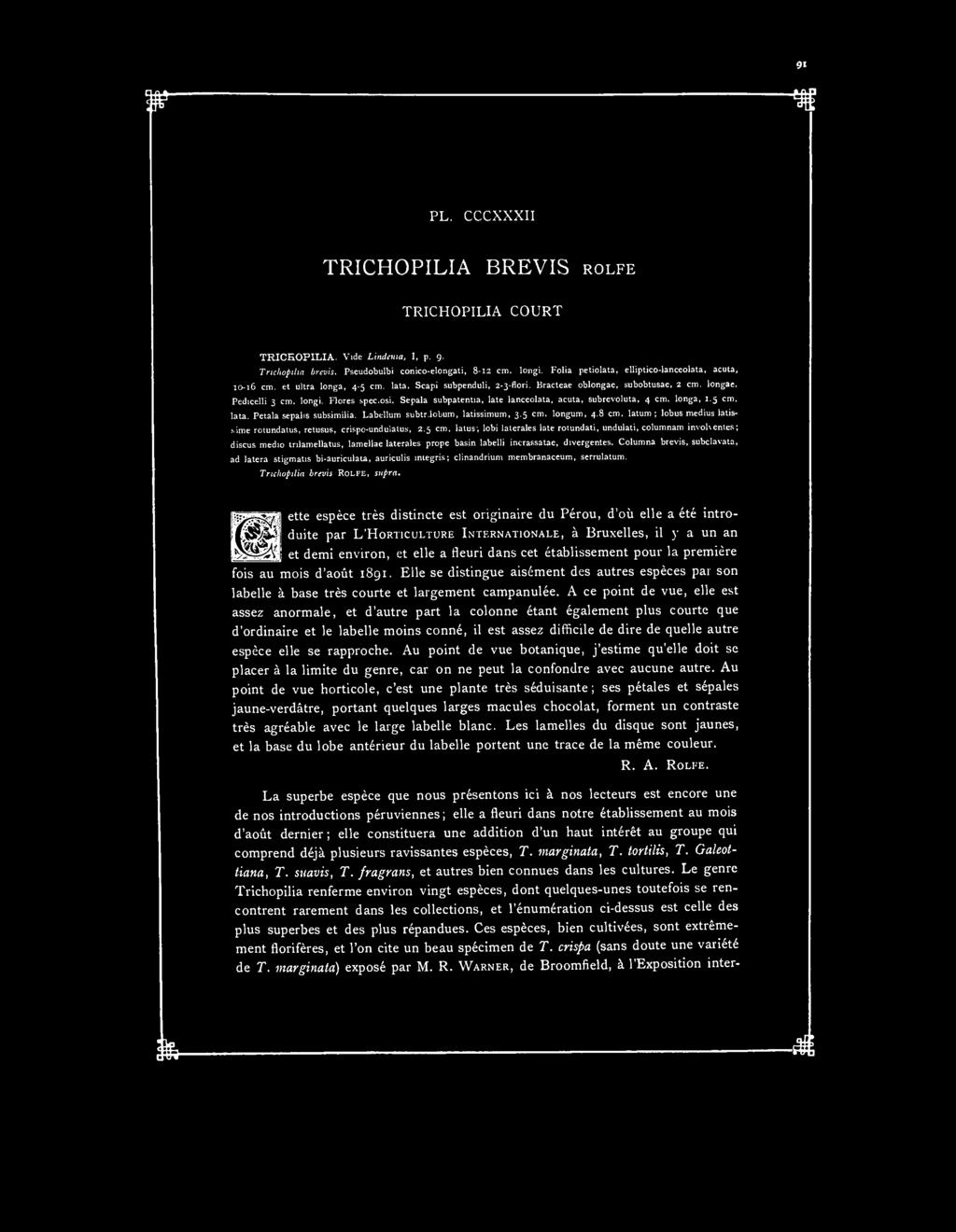 PL. CCCXXXII TRICHOPILIA BREVIS ROLFE TRICHOPILIA COURT TRICHOPILIA. Vide Lindenia, I, p. 9. Tnchopilia brevis. Pseudobulbi conico-elongati, 8-12 cm. longi.