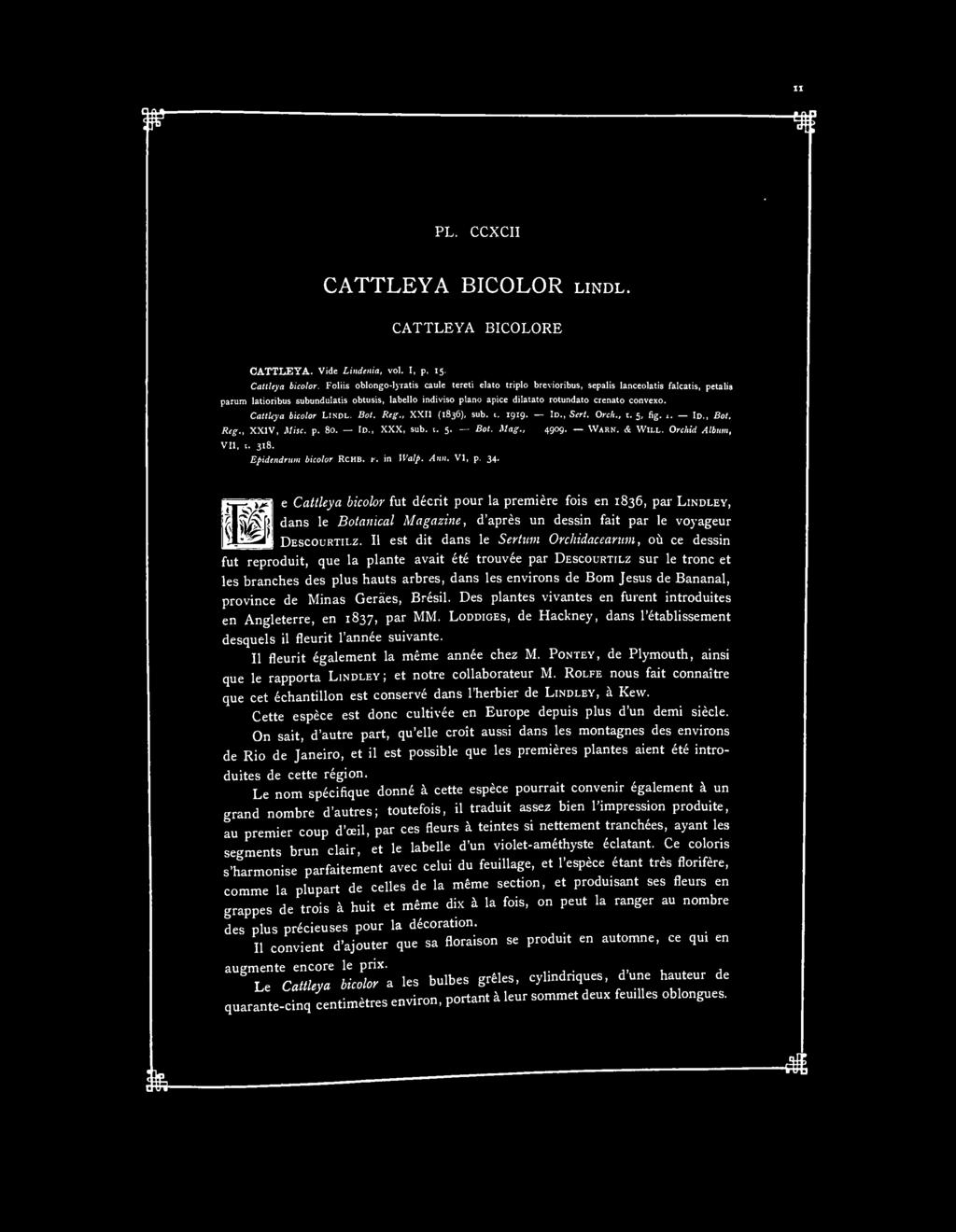 PL. CCXCII CATTLEYA BICOLOR LINDL. CATTLEYA BICOLORE CATTLEYA. Vide Lindenia, vol. I, p. 15. Cattleya bicolor.