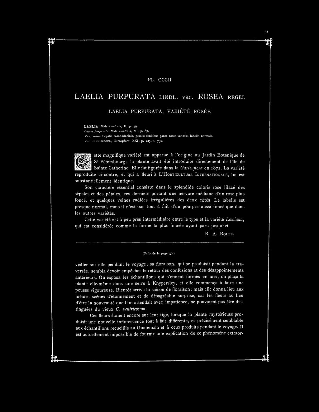 PL. CCCII LAELIA PURPURATA LINDL. var. ROSEA REGEL LAELIA PURPURATA, VARIÉTÉ ROSÉE LAELIA. Vide Lindenia, II, p. 49. Laelia purpurata. Vide Lindenia, VI, p. 87. Var. rosea.