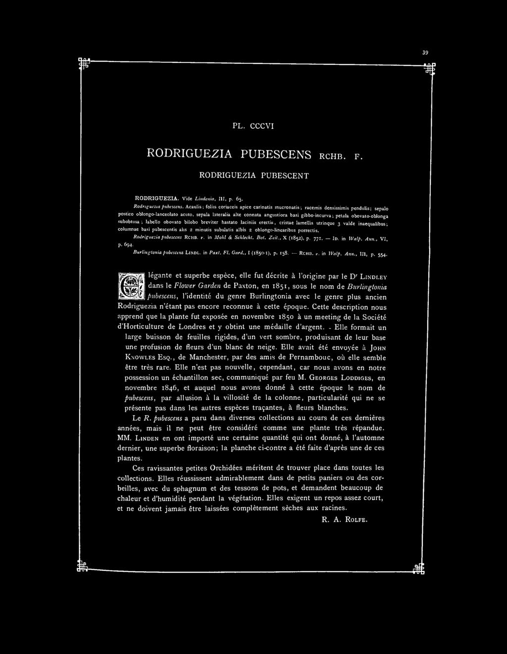 PL. CCCVI RODRIGUEZIA PUBESCENS RCHB. F. RODRIGUEZIA PUBESCENT RODRIGUEZIA. Vide Lindenia, III, p. 65. Rodriguezia pubescens.