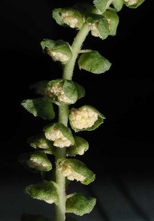 Les fleurs mâles qui en capitules penchés de 4-5 mm sont les plus visibles et forment la partie haute de