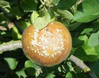 Moniliose De nouveaux dégâts de moniliose sur fruits ont été observés dans l est des Pays de la Loire et en Normandie sur udaine, udeline et Bisquet.