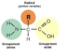 I- LES ACIDES AMINES Les acides aminés sont les unités de base des protéines. Il existe environ vingt acides aminés différents communément présents dans les protéines animales et végétales.