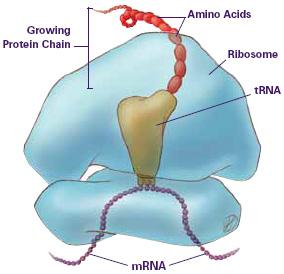 3 : Biogénèse des ribosomes : Chez les Eucaryotes, les ribosomes sont assemblés à l'intérieur du nucléole.