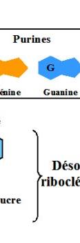 bases azotés suivantess : * Adinine (A), Guanine (G), Citosine (C), Thymine (T) pour l ADN.