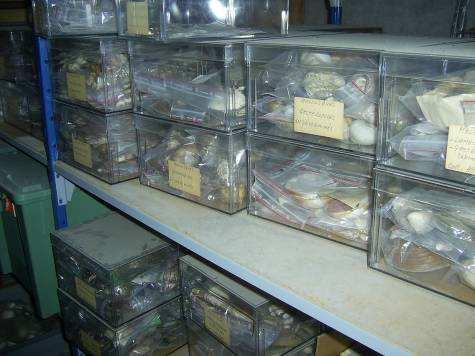 Collections malacologiques Le Muséum estime à environ 9000 le nombre de lots inventoriés, sur une collection estimée à 30 000 lots environ au total (mollusques marins compris).