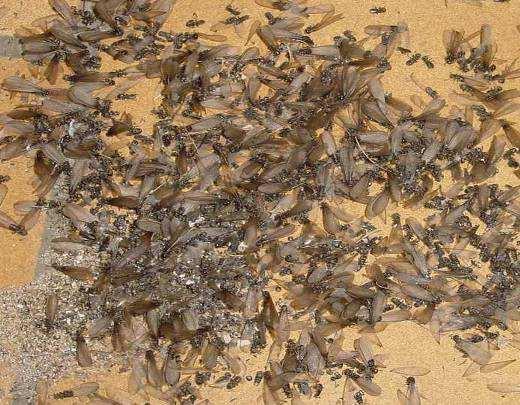 En France, on peut rencontrer 7 espèces de termites, dont 6 du genre Reticulitermes et 1 du genre Kalotermes (limité au sud-est de la France en limite de frontière avec l Italie).