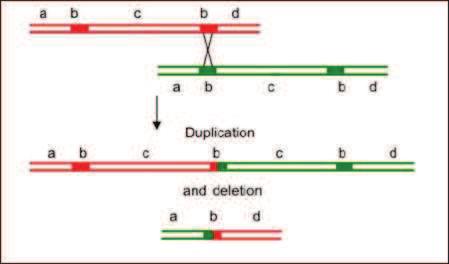 riche en séquence Alu, puisque 123 de ces séquences sont répertoriées dans les parties introniques du gène, ce qui correspond à une séquence Alu tous les 1kb dans les introns.