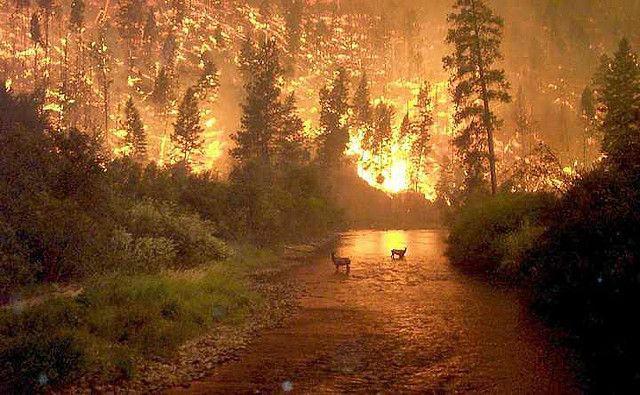 Incendie d une forêt